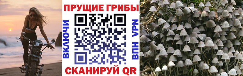 Псилоцибиновые грибы MAGIC MUSHROOMS  МЕГА вход  Суоярви  где найти  